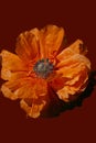 Poppy flower close up. Summer and spring in the garden. Charm. Vertical shot. Orange petals