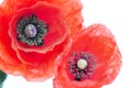 Poppy flower close-up Royalty Free Stock Photo