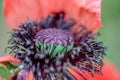 Poppy flower close very beautiful