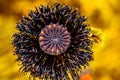 Poppy flower close very beautiful