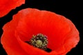 Poppy flower closeup Royalty Free Stock Photo