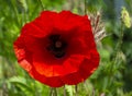 Poppy flower closeup.floral background.field of poppies Royalty Free Stock Photo