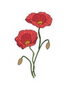 Poppy flower colored outline drawing on white