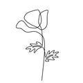 Poppy flower continuous line art hand drawn minimalism style isolated on white background. Vector abstract plant in spring Royalty Free Stock Photo