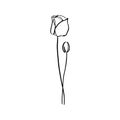 Poppy Flower continuous line drawing. Vector abstract Plant in a Trendy Minimalist Style. Royalty Free Stock Photo