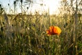 Poppy flower at a cornfield - backlight during evening hours Royalty Free Stock Photo