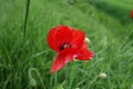 Poppy flower detail Royalty Free Stock Photo