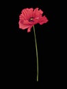 Poppy flower for embroidery in botanical illustration style on a Royalty Free Stock Photo