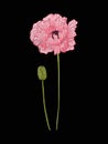 Poppy flower for embroidery in botanical illustration style on a Royalty Free Stock Photo