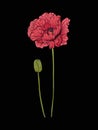 Poppy flower for embroidery in botanical illustration style on a Royalty Free Stock Photo