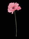 Poppy flower for embroidery in botanical illustration style on a Royalty Free Stock Photo