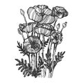 Poppy flower engraving vector illustration Royalty Free Stock Photo
