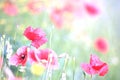 Poppy flower in a field