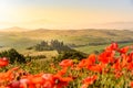 Poppy flower field in beautiful landscape scenery of Tuscany in Italy, Podere Belvedere in Val d Orcia Region - travel destination