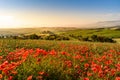 Poppy flower field in beautiful landscape scenery of Tuscany in Italy, Podere Belvedere in Val d Orcia Region - travel destination