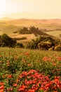 Poppy flower field in beautiful landscape scenery of Tuscany in Italy, Podere Belvedere in Val d Orcia Region - travel destination