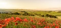 Poppy flower field in beautiful landscape scenery of Tuscany in Italy, Podere Belvedere in Val d Orcia Region - travel destination