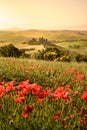 Poppy flower field in beautiful landscape scenery of Tuscany in Italy, Podere Belvedere in Val d Orcia Region - travel destination