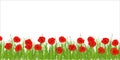 Poppy flower. Field, meadow. Horizontal design element.