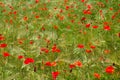 A field pf poppies. red poppy flowers with greenery. botanical background. fresh green grass bright summer afternoon Royalty Free Stock Photo