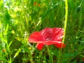 Poppy flower in the field in the summer. Green field. Nature photography. Sunbeams, sunlight, bright colours. Royalty Free Stock Photo