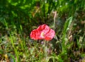 Poppy flower in the field in the summer. Green field. Nature photography. Sunbeams, sunlight, bright colours. Royalty Free Stock Photo