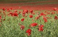 Poppy flower field tring hertfordshire