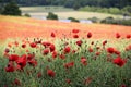 Poppy flower field tring hertfordshire uk