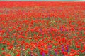 Poppy flower Royalty Free Stock Photo