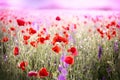 Poppy flower flowering in meadow, beautiful nature in spring