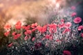 Poppy flower flowering in meadow, wild red poppy flowers