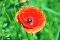 Poppy flower in green field