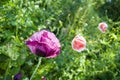 Poppy Flower growing in the garden Royalty Free Stock Photo