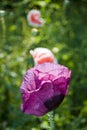 Poppy Flower growing in the garden Royalty Free Stock Photo