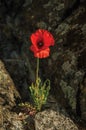 Poppy flower growing in the middle of stones