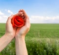 Poppy flower in the hand of man. green field and blue sky. Royalty Free Stock Photo