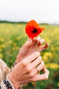 poppy flower on the hands of a caucasian woman Royalty Free Stock Photo