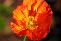 Crumpled corn poppy flower head bright orange in sunlight