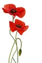 Poppy flower isolated Royalty Free Stock Photo