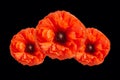 Poppy flower isolated on black background with free space for text. Remembrance day banner.