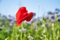 Poppy flower isolated in cornfield. Blue cornflowers in background. Landscape