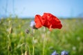 Poppy flower isolated in cornfield. Blue cornflowers in background. Landscape