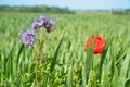 Poppy flower isolated in cornfield. Blue cornflowers with in foreground. Landscape