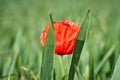 Poppy flower isolated in cornfield. Green grass in background. Landscape shot Royalty Free Stock Photo