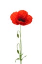 Poppy flower isolated without shadow Royalty Free Stock Photo