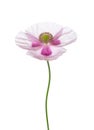 Poppy flower isolated on white background. Papaver somniferum opium poppy