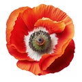 Poppy flower isolated on white background. Remembrance poppy - poppy appeal. Decorative flower for Remembrance Day, AI generative Royalty Free Stock Photo