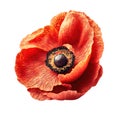 Poppy flower isolated on white background. Remembrance poppy - poppy appeal. Decorative flower for Remembrance Day, AI generative Royalty Free Stock Photo