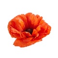 Poppy flower isolated on white background. Remembrance day.