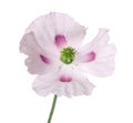 Poppy flower isolated on white background. Single pink opium poppy. Papaver somniferum. Clipping path Royalty Free Stock Photo